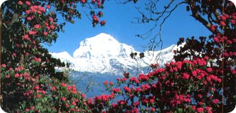 dhaulagiri region trek dhaulagiri region trek
